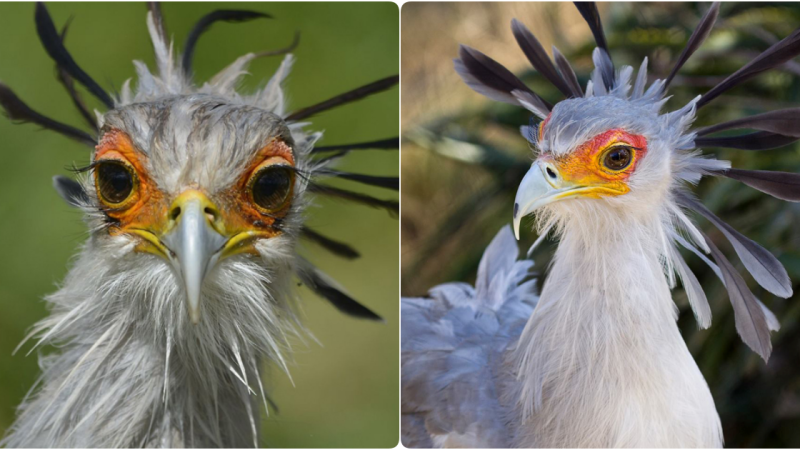 Marvel at the Exquisite Beauty of the Bird Adorned with Nature’s Sexiest Eyelashes