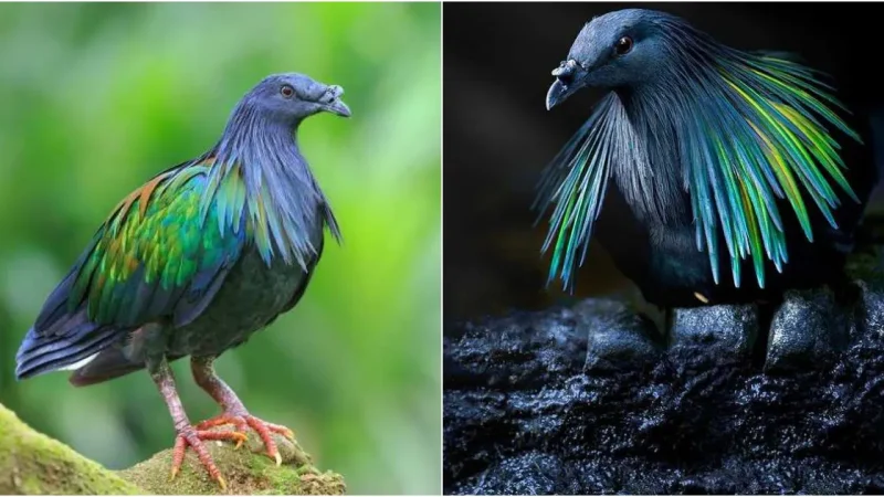 Ephemeral Splendor: Unveiling the Enchantment of the Nicobar Pigeon