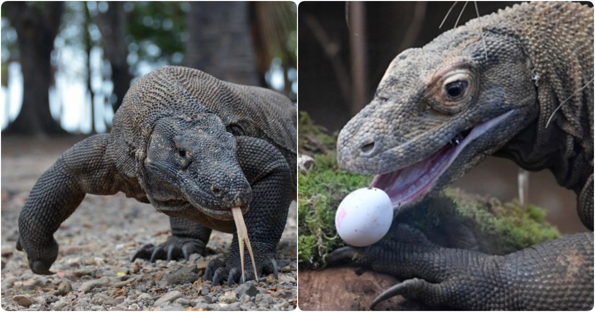 Unveiling the Majestic Komodo Dragon: Dominant Predators of Indonesia’s Isles