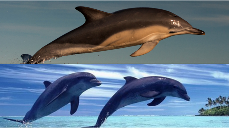 “The Unbreakable Bonds of Compassion: Whales and Dolphins Emerge as the Most Affectionate Species”