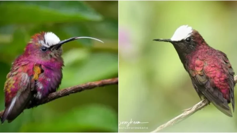 Snowcap Hummingbird: A Mesmerizing Tapestry of Colors in the Wild