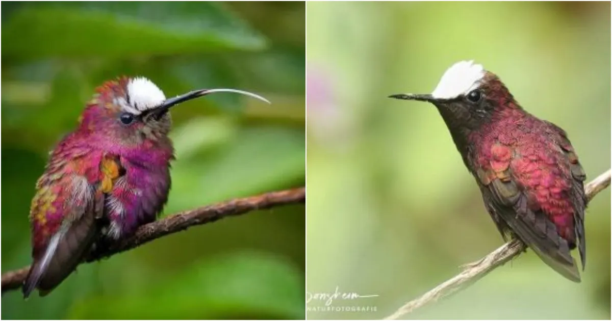 Snowcap Hummingbird: A Mesmerizing Tapestry of Colors in the Wild