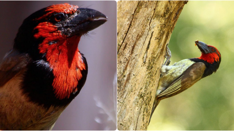 Vibrant Plumage, Unique Call, and Eclectic Diet of the Black-Collared Barbet