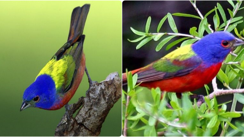 The Painted Bunting (Passerina ciris): Nature’s Living Palette