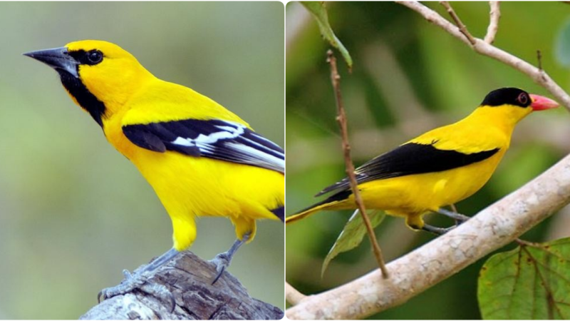 The Enchanting Melody of the Anh Vang Bird: A Songbird of Beauty and Harmony