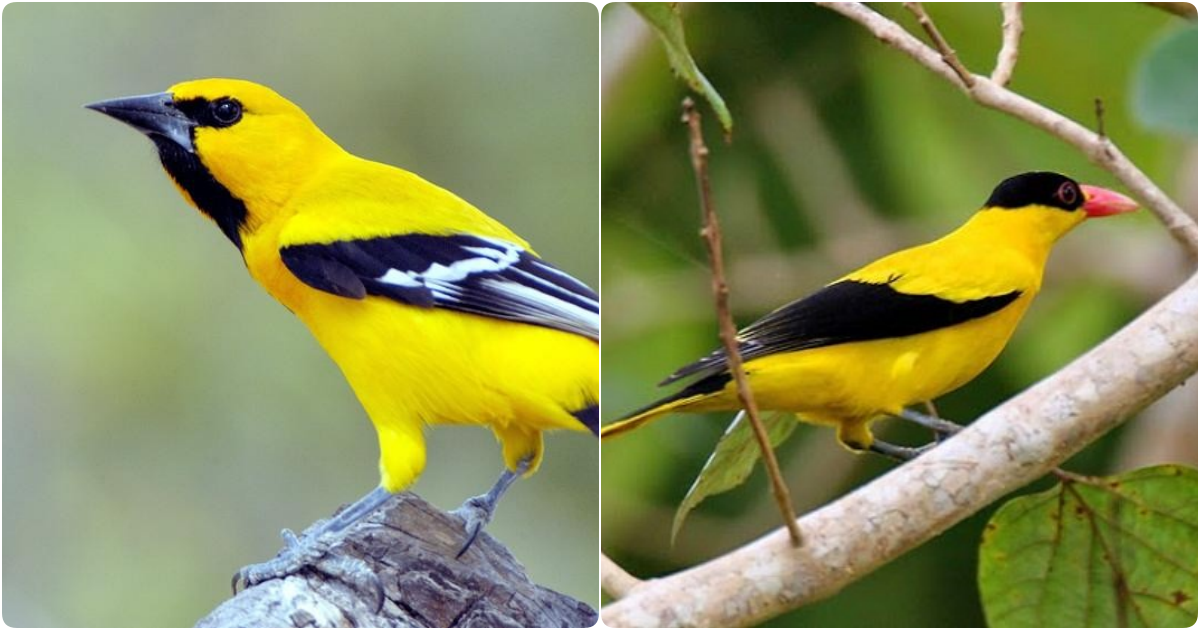 The Enchanting Melody of the Anh Vang Bird: A Songbird of Beauty and Harmony