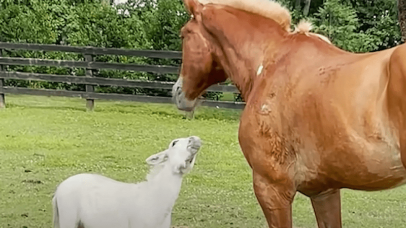 Endearing Bond: A Beautiful Senior Horse and a Cute Miniature Donkey Form an Unlikely Friendship