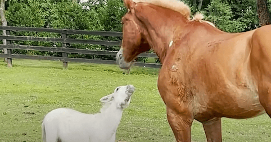 Endearing Bond: A Beautiful Senior Horse and a Cute Miniature Donkey Form an Unlikely Friendship