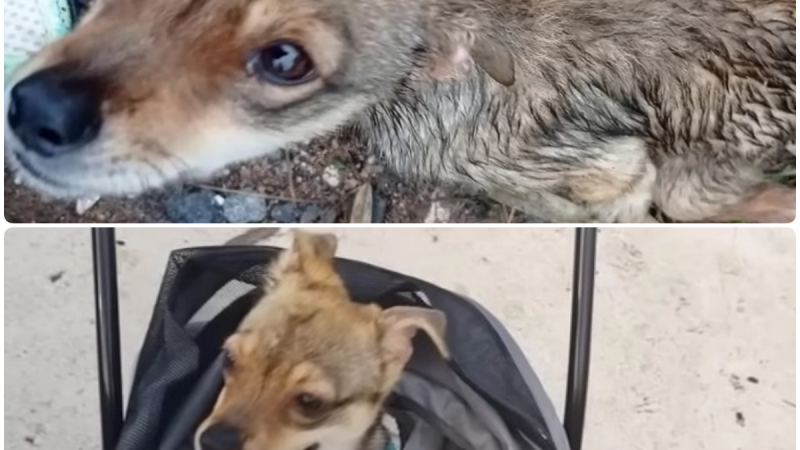 The rain-soaked, forsaken polio-afflicted dog, abandoned by the roadside, trembles in the chilling downpour, a picture of both hunger and desolation. He awaits an uncertain destiny, his tale of woe hanging in the balance.