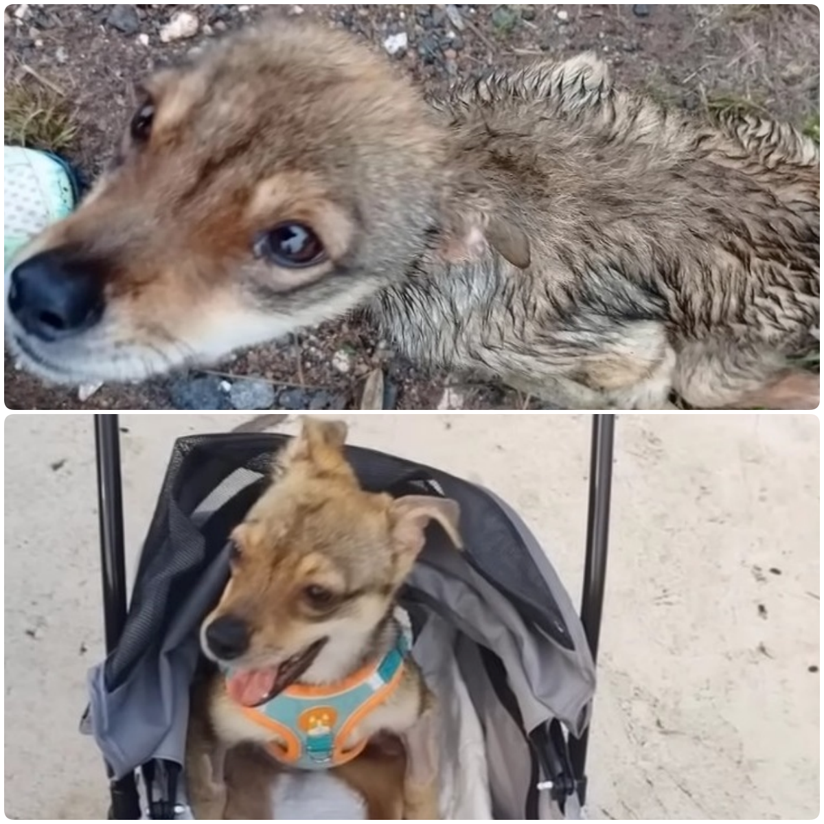 The rain-soaked, forsaken polio-afflicted dog, abandoned by the roadside, trembles in the chilling downpour, a picture of both hunger and desolation. He awaits an uncertain destiny, his tale of woe hanging in the balance.