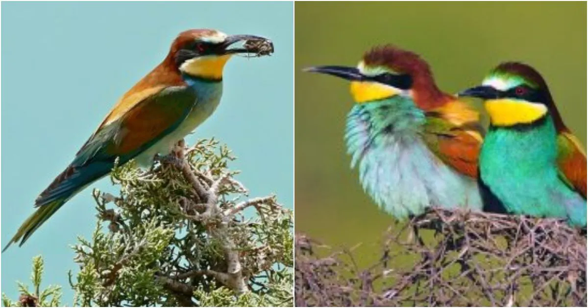 Reveling in the Splendor of the European Bee-Eater: Unveiling Nature’s Masterpiece