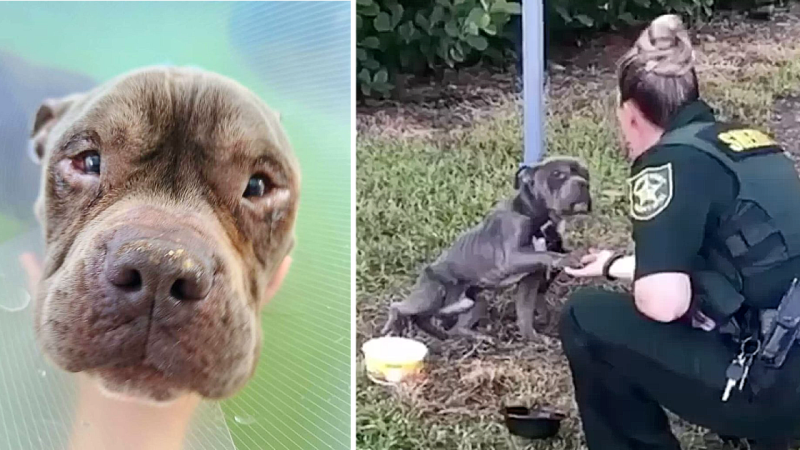 Abandoned Dog’s Cry for Help Leads to Heartwarming Rescue