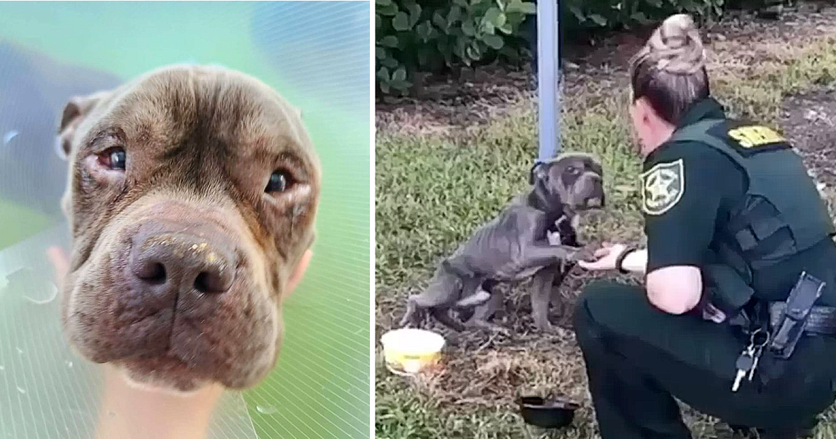 Abandoned Dog’s Cry for Help Leads to Heartwarming Rescue