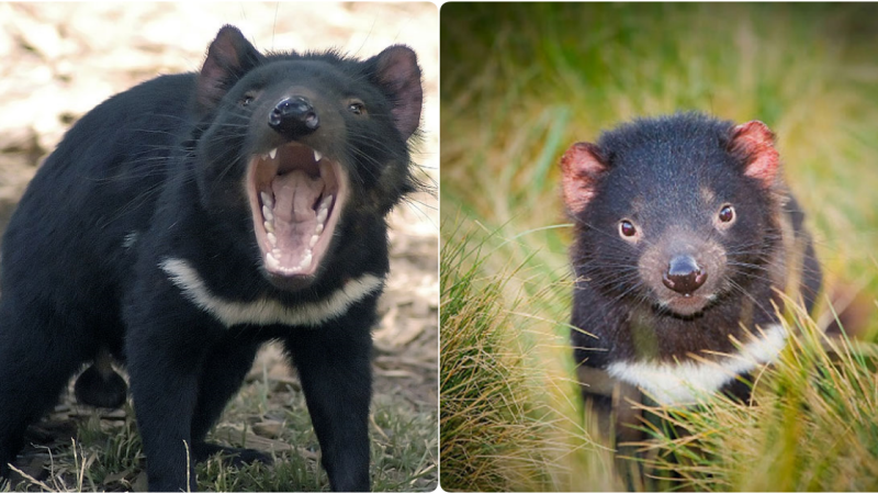The Enigmatic Tasmanian Devil: A Symphony of Survival and Ecological Harmony