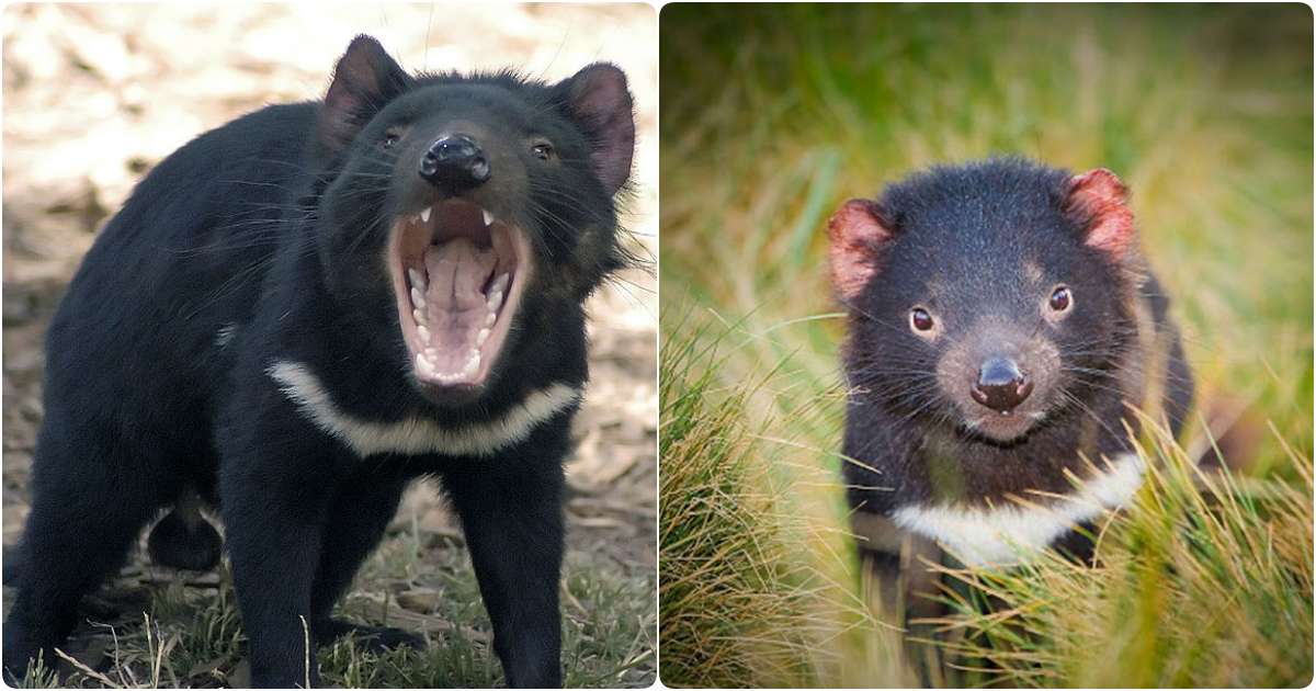 The Enigmatic Tasmanian Devil: A Symphony of Survival and Ecological Harmony