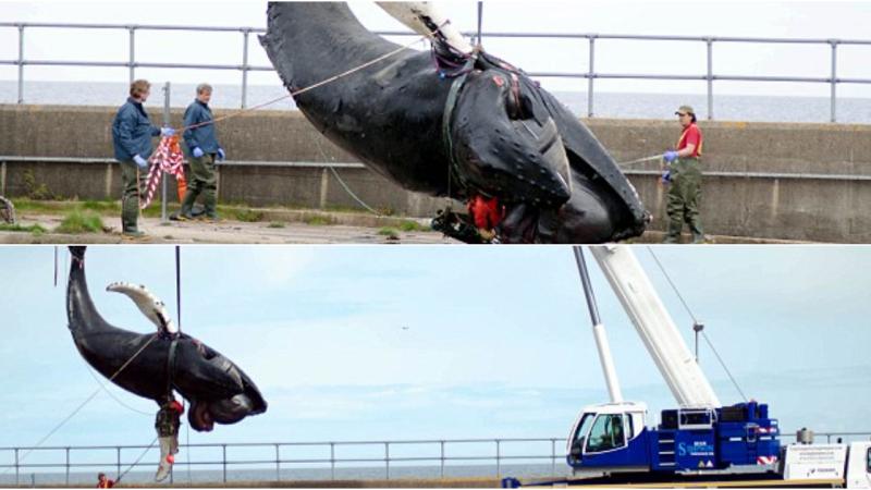 A search is underway for great white sharks in the waters off the coast of Britain, reminiscent of scenes from the movie Jaws.