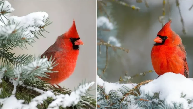 The Enchanting Charms of the Northern Cardinal: A Beloved Winter Companion