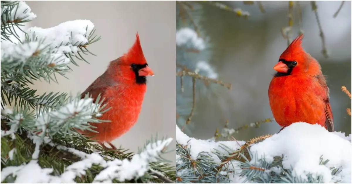 The Enchanting Charms of the Northern Cardinal: A Beloved Winter Companion