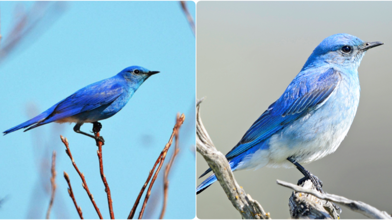 The Enchanting Mountain Bluebird: A Western Gem of Elegance