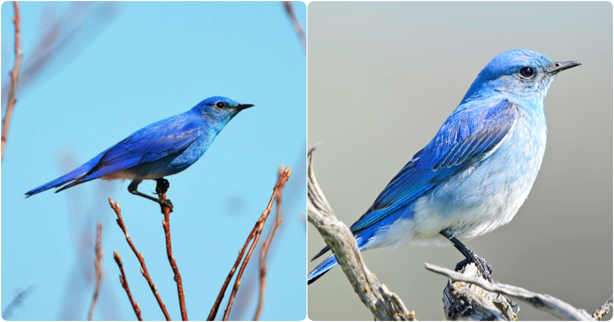 The Enchanting Mountain Bluebird: A Western Gem of Elegance