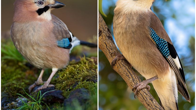 The Eurasian Jay (Garrulus glandarius) is a medium-sized bird found across Europe and Asia. Renowned for its vibrant feathers and remarkable intelligence, it holds appeal for bird enthusiasts and nature lovers alike.