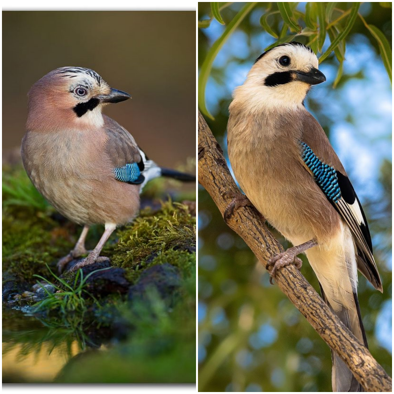 The Eurasian Jay (Garrulus glandarius) is a medium-sized bird found across Europe and Asia. Renowned for its vibrant feathers and remarkable intelligence, it holds appeal for bird enthusiasts and nature lovers alike.