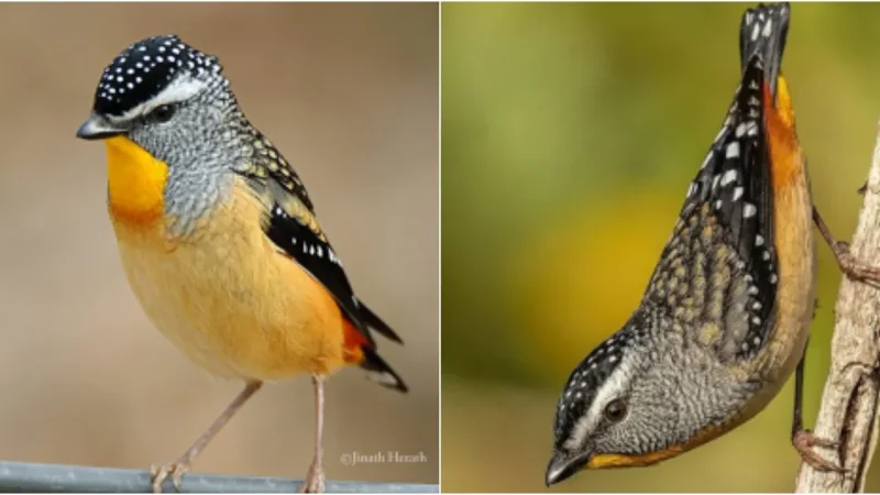 Discover the Enchanting Spotted Pardalote – A Charming Backyard Resident