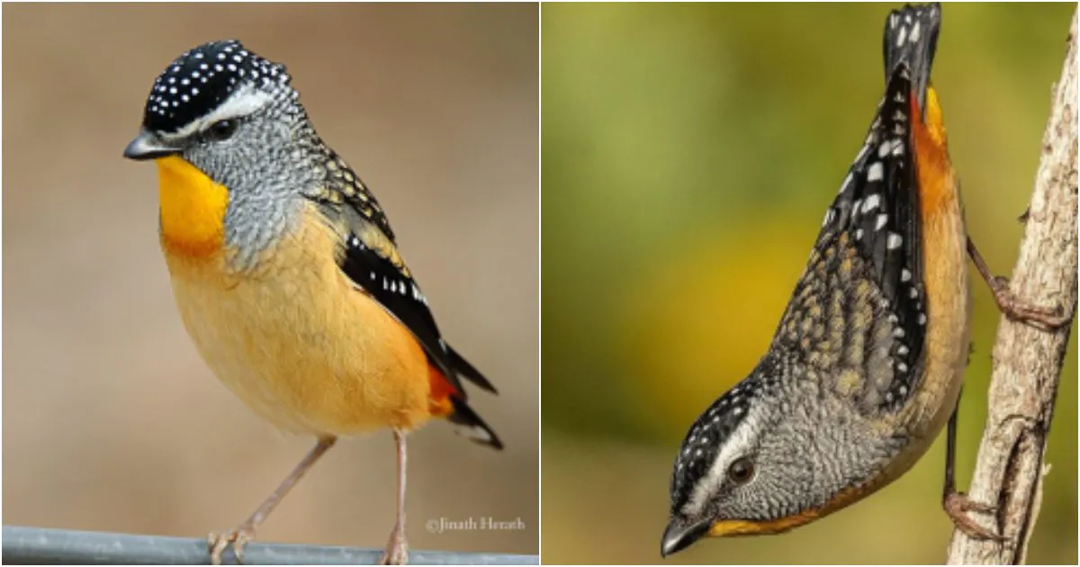 Discover the Enchanting Spotted Pardalote – A Charming Backyard Resident