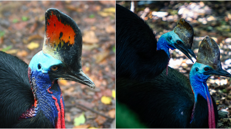 The Formidable Cassowary: A Strikingly Handsome and Dangerous Avian Marvel