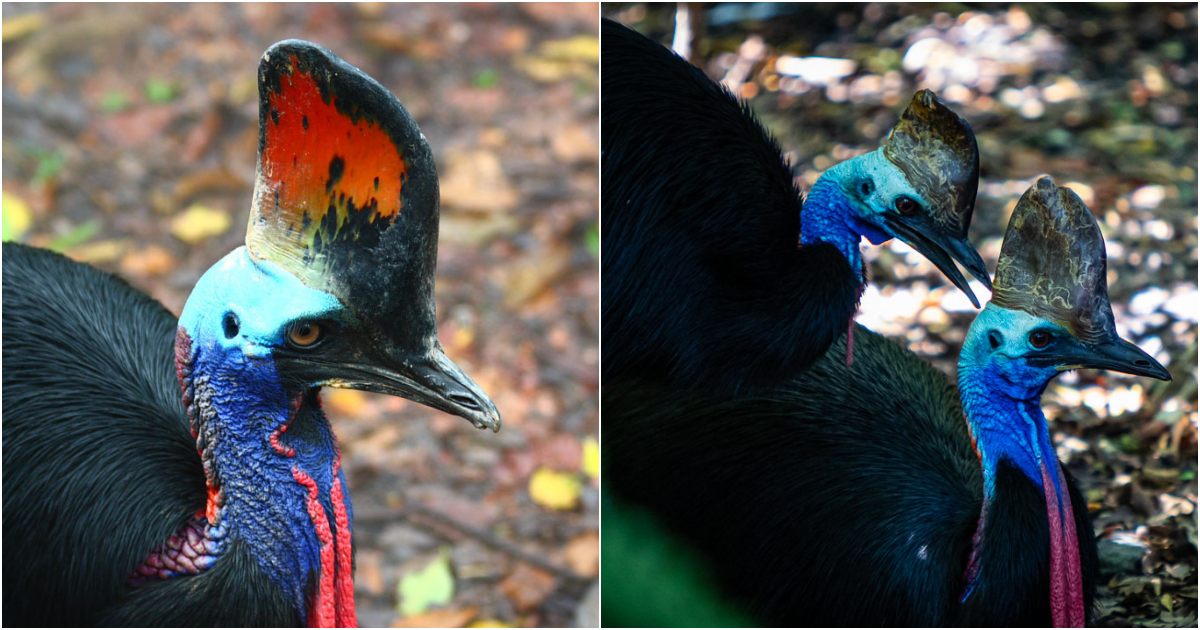 The Formidable Cassowary: A Strikingly Handsome and Dangerous Avian Marvel