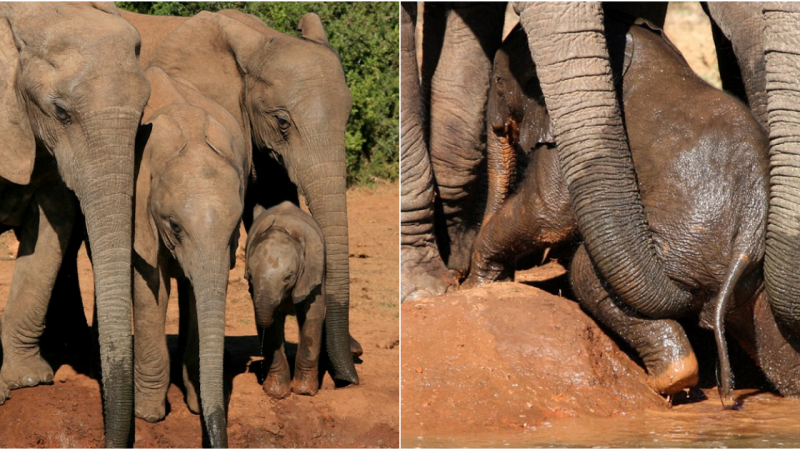 A Heartwarming Tale: Elephants Unite to Save Calf from Watery Peril in South Africa’s Addo National Park