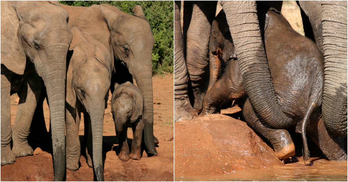 A Heartwarming Tale: Elephants Unite to Save Calf from Watery Peril in South Africa’s Addo National Park