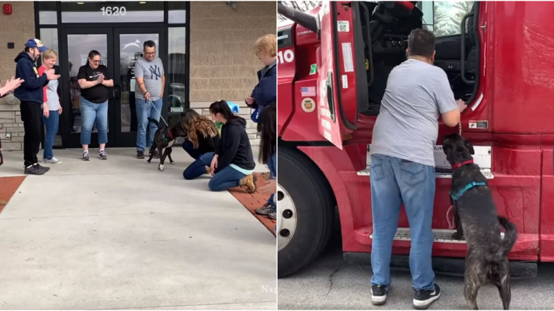 Heartwarming Tale of Resilience: Shelter Dog’s Joyous Journey to a New Beginning