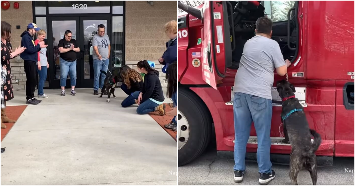 Heartwarming Tale of Resilience: Shelter Dog’s Joyous Journey to a New Beginning