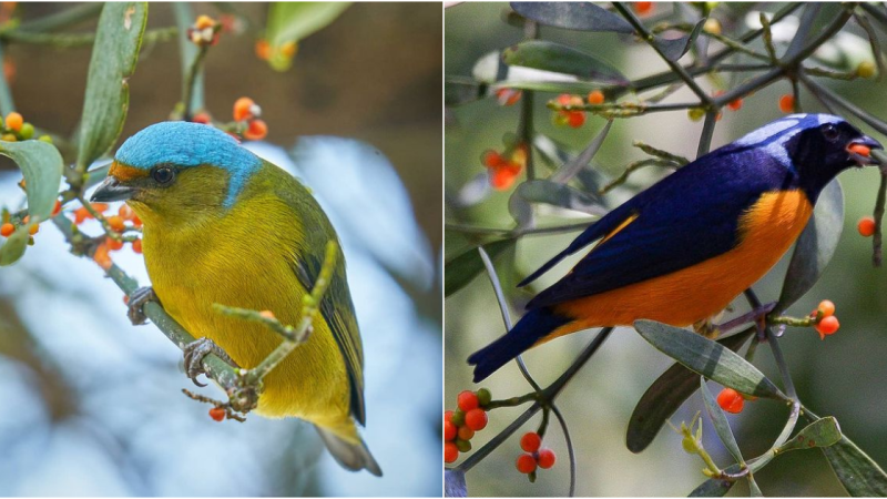 The Enigmatic Neon Bird: Master of Disguise in Red and White