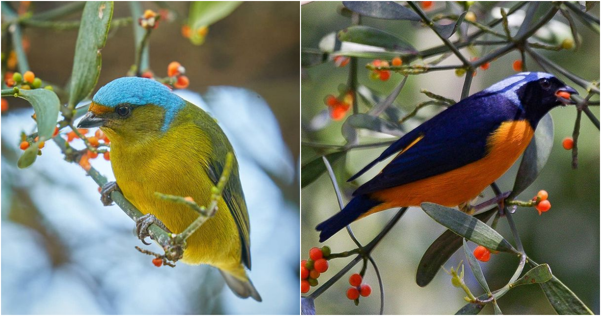 The Enigmatic Neon Bird: Master of Disguise in Red and White