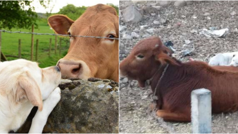 Unlikely Friendship: Exhausted Dog Finds Comfort on Cow’s Back