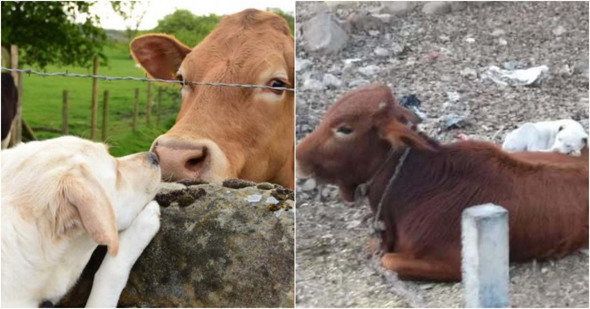 Unlikely Friendship: Exhausted Dog Finds Comfort on Cow’s Back