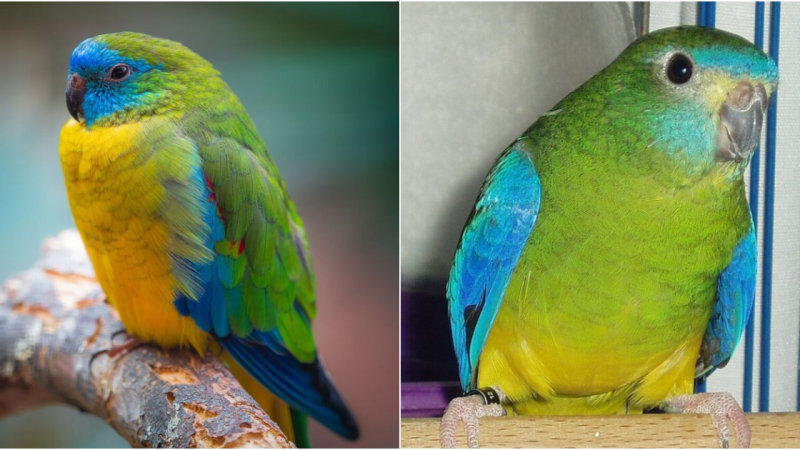 The Enchanting Beauty of the Turquoise Parrot: Discovering an Iridescent Gem of Australia