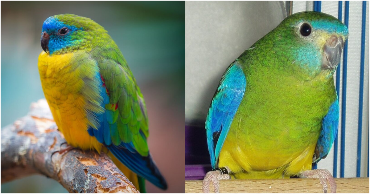 The Enchanting Beauty of the Turquoise Parrot: Discovering an Iridescent Gem of Australia