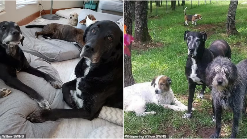 Woman Creates Pet Hospice in Her Home, Lovingly Cares for 80 Senior Dogs