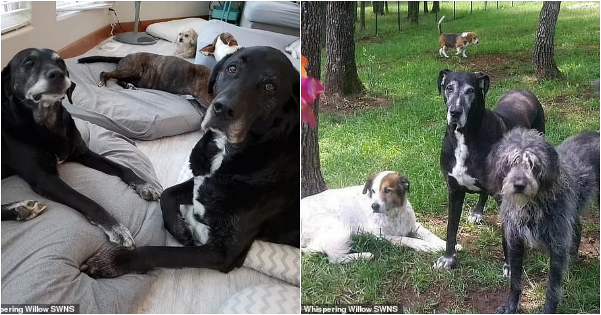 Woman Creates Pet Hospice in Her Home, Lovingly Cares for 80 Senior Dogs