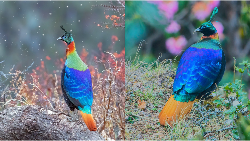 The Enchanting Splendor of the Himalayan Monal: World’s Most Captivating Nine-Colored Bird