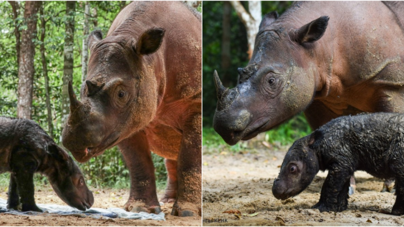 A Glimmer of Hope for the Critically Endangered Sumatran Rhino