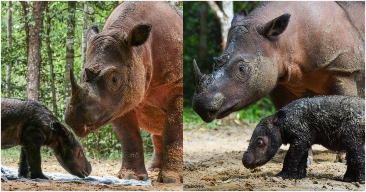 A Glimmer of Hope for the Critically Endangered Sumatran Rhino