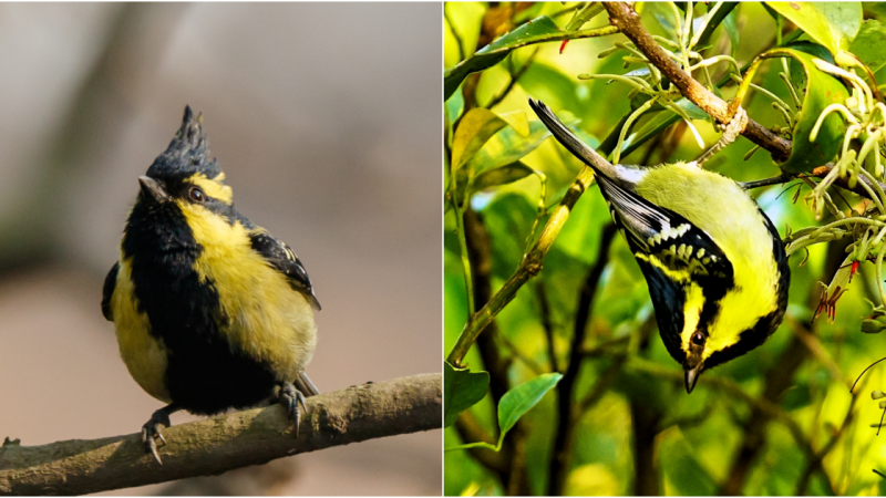 The Enchanting Beauty of the Spectacularly Patterned Tiny Bird with Pearl-Like Wings