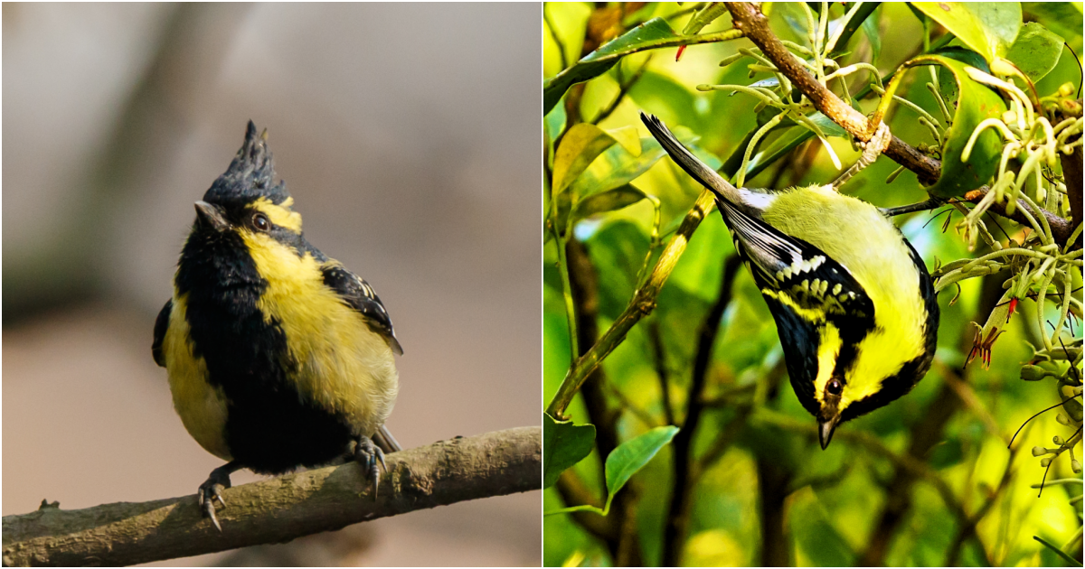 The Enchanting Beauty of the Spectacularly Patterned Tiny Bird with Pearl-Like Wings