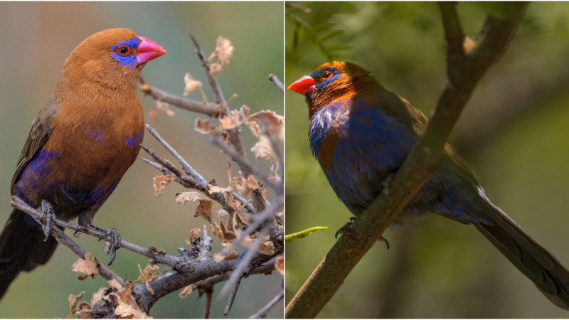 Majestic Beauty Unveiled: Exploring the Enigmatic Purple Grenadier