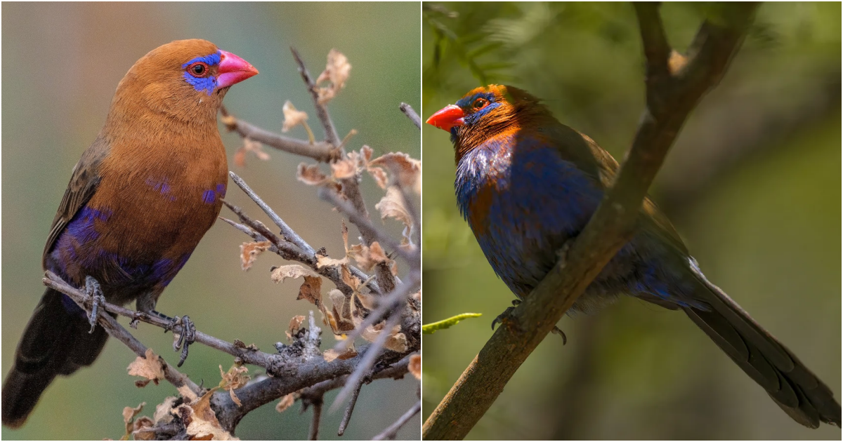 Majestic Beauty Unveiled: Exploring the Enigmatic Purple Grenadier