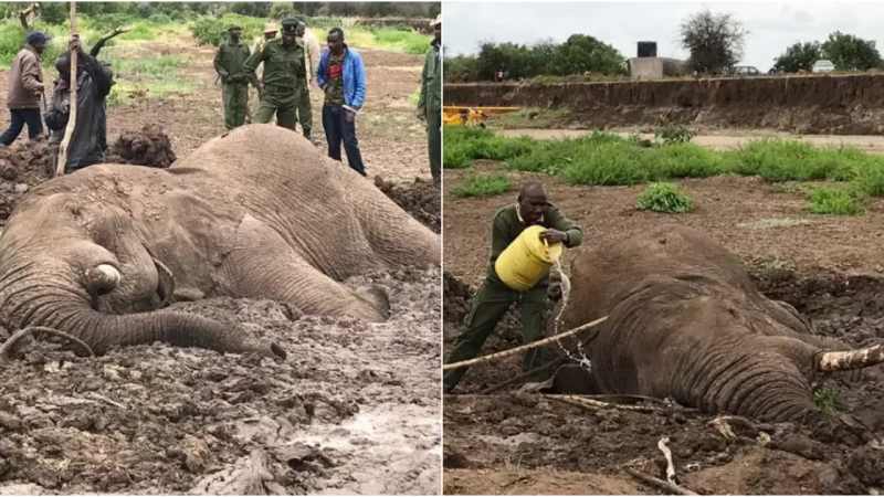 Miraculous Rescue: Team’s Battle to Free Elephant Trapped in Perilous Mud Pit